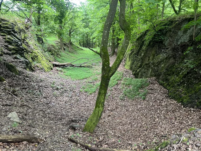 Starý Plumlov – hrad