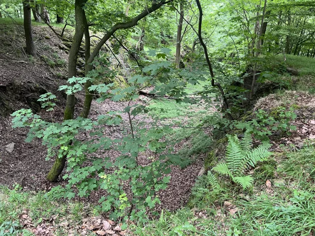 Starý Plumlov – hrad